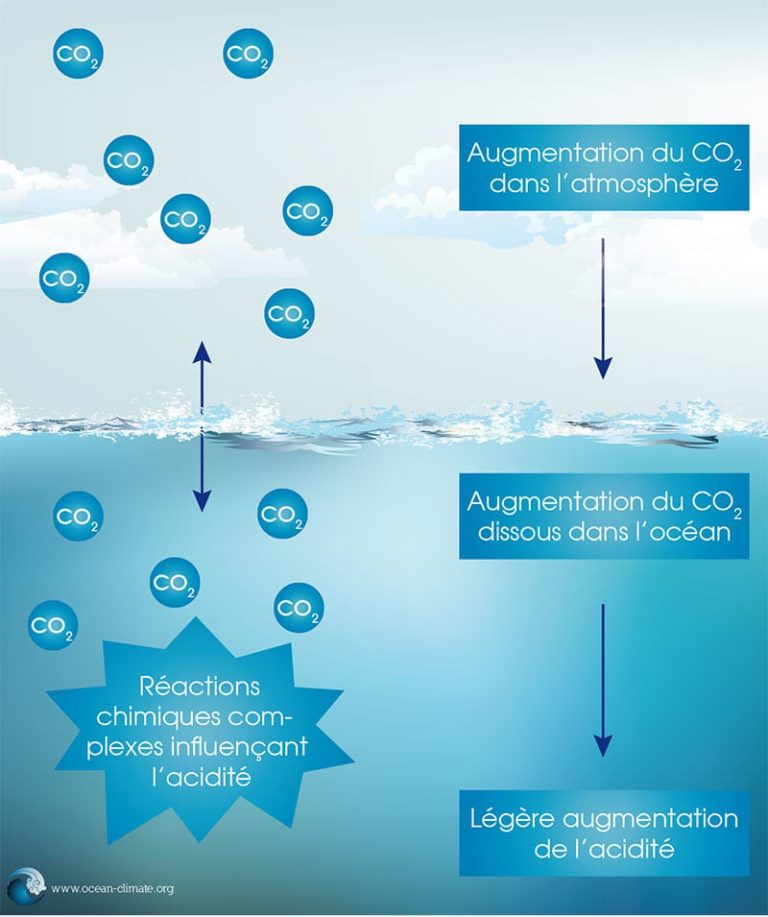 Acidification De L’Océan - Plateforme Océan & Climat