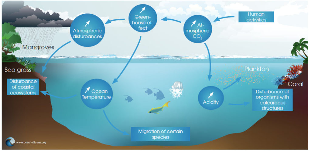 The decline of marine biodiversity – Ocean & Climate Platform