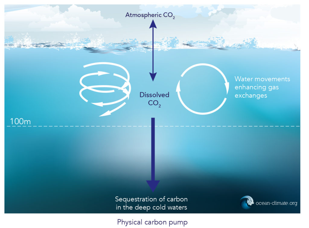 What Are Carbon Sinks In The Ocean