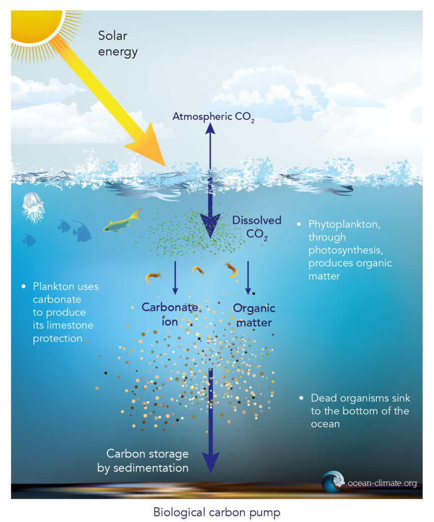 The Ocean A Carbon Sink Ocean Climate Platform
