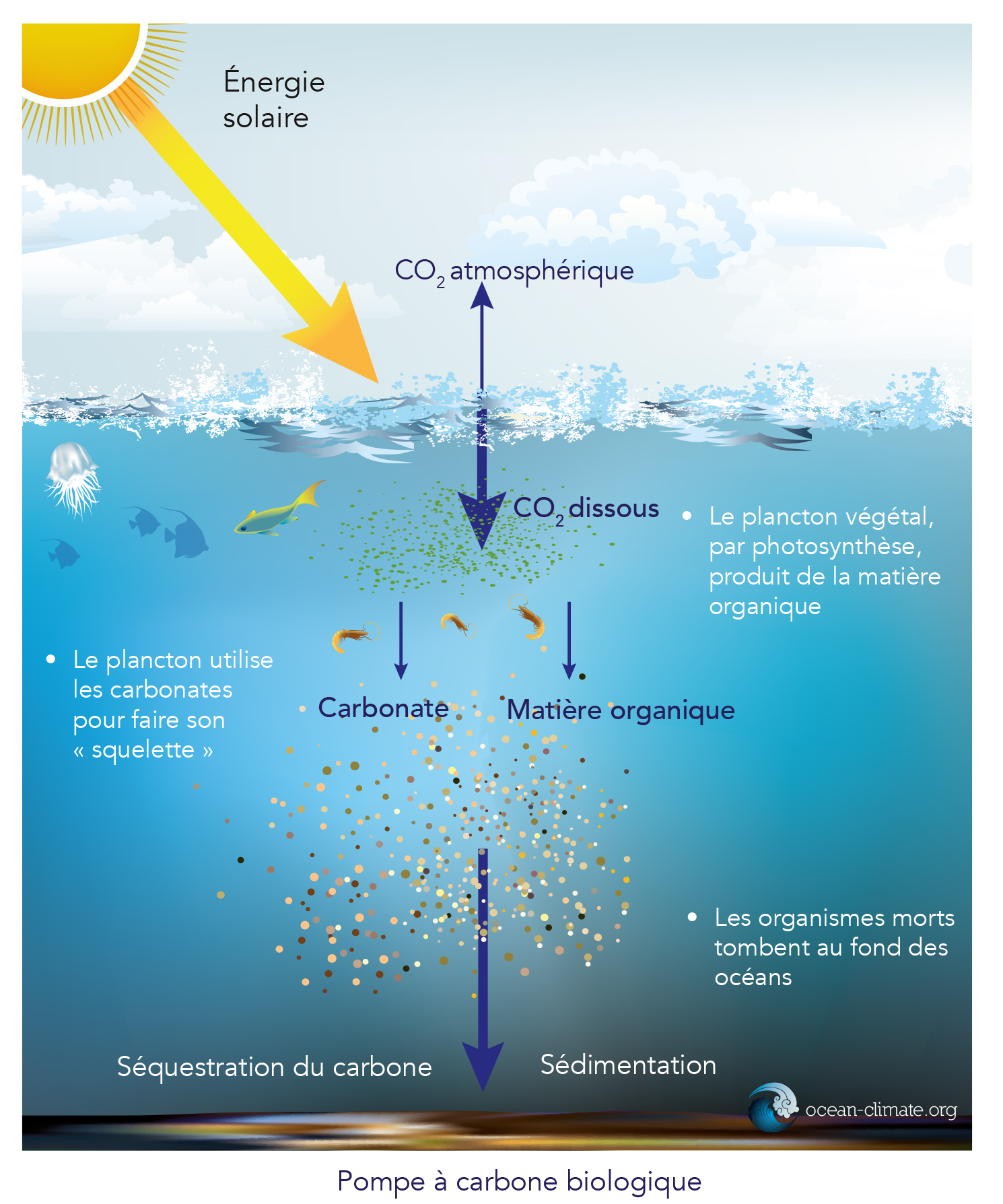 L’océan, Puits De Carbone – Plateforme Océan & Climat