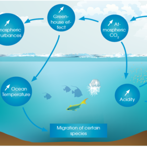 Raising awareness - Ocean & Climate Platform