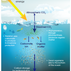 Raising awareness - Ocean & Climate Platform