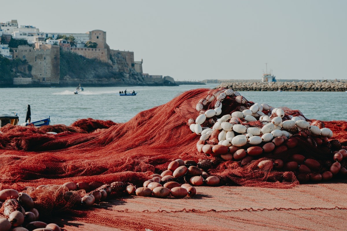 Les impacts du réchauffement climatique sur la pêche - Deklic